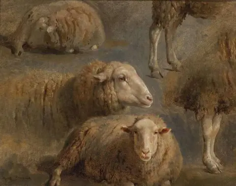 En studie av sauer