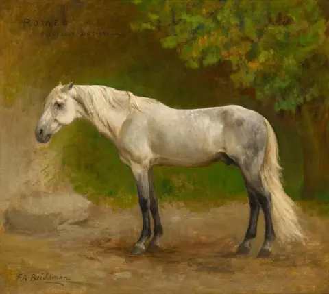 Romeo Arabian ori maisemassa