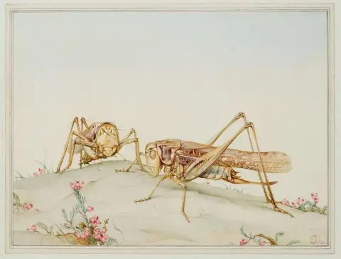 西班牙羊肠和卵形 1920