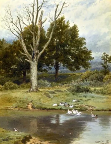 patos en un río