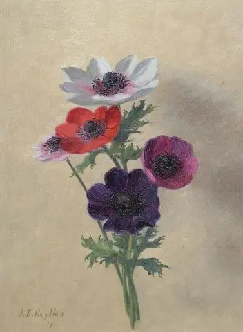 Anemoner 1911
