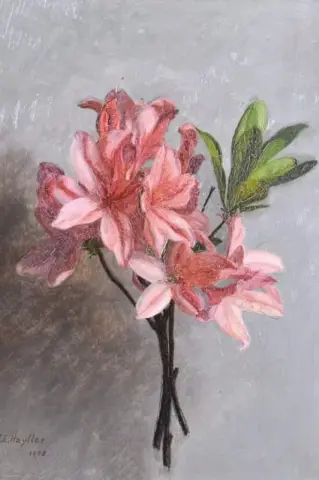 Azaleor 1908