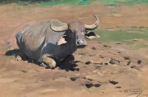 쉬고 있는 버팔로 1906
