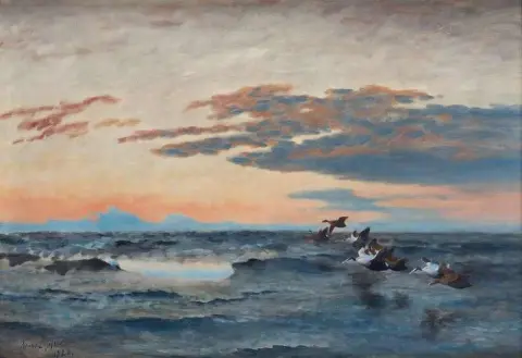 Vanlig ærfugl