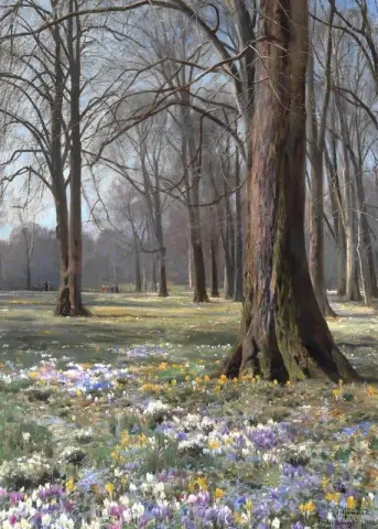 Springtime. Crocuses In Bloom. Frederiksberg Garden