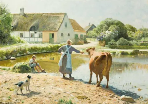 The Cow Refuses To Drink