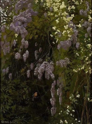Kwitn Ce Glicynie