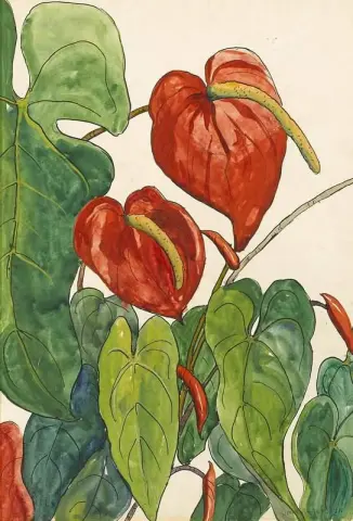 Röda Anthuriums