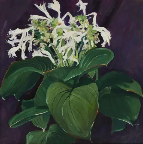 Vit Hosta