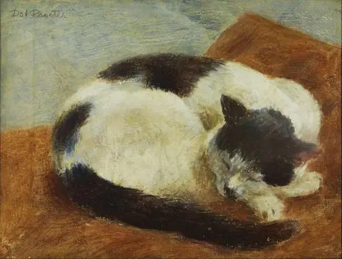 Svartvit katt som sover