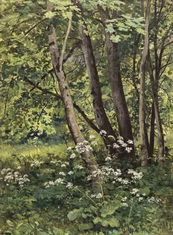 林花1895