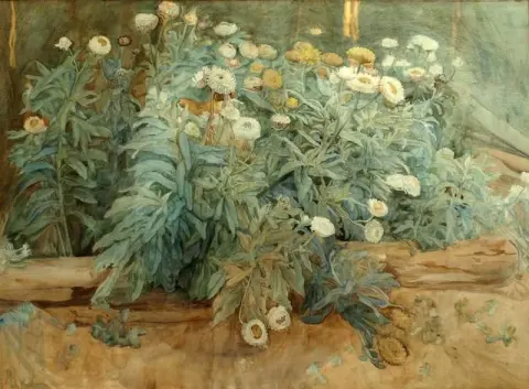 פרחי נצח 1904
