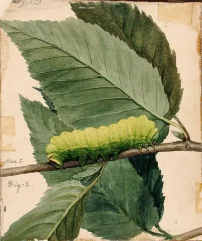 Lunar Caterpillar B 1909