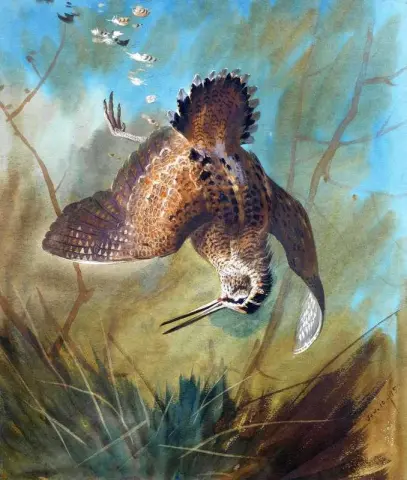 Til Woodcock 1895