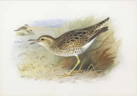 Bartram S Plover
