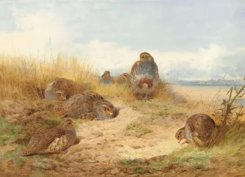 Soler seg i middagssolen. A Covey Of Grey Partridge 1910
