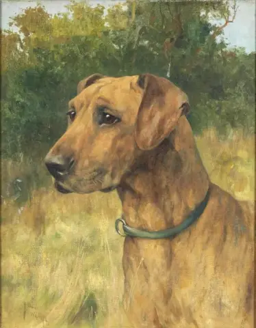 A Great Dane