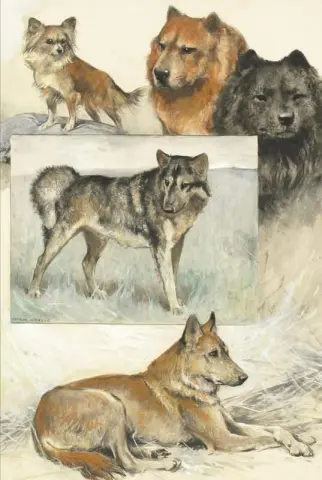 A Group Of Dog Studies Including Black And Red Chow Chow Chihuahua Eskimos And Dingo