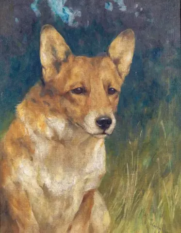 A Welsh Corgi