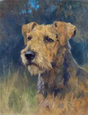 An Airedale Terrier