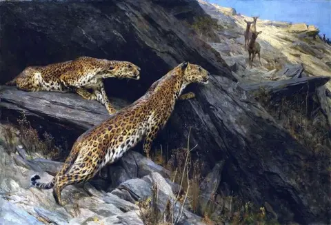 Indian Leopards