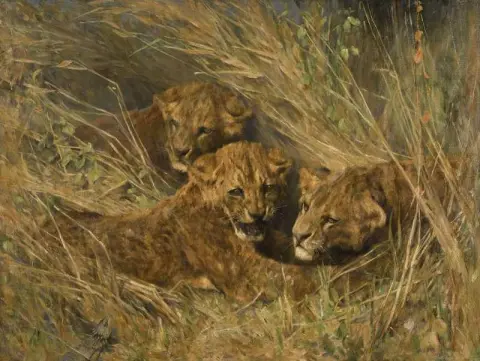 Lion Cubs