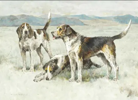 Welsh Hounds From The Packs Of The Buckley And The Hon. H.c.wynn