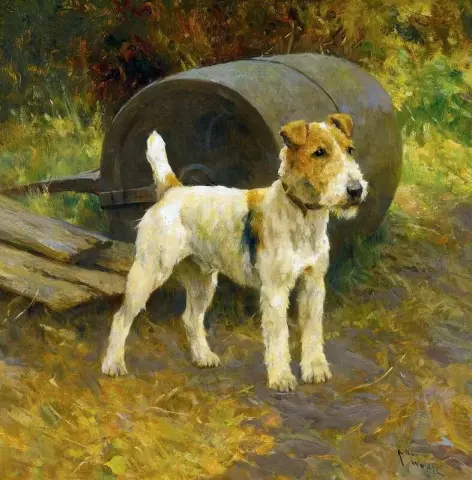 Wire Fox Terrier