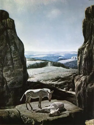 Cebra S en Rotskloof negro 1959